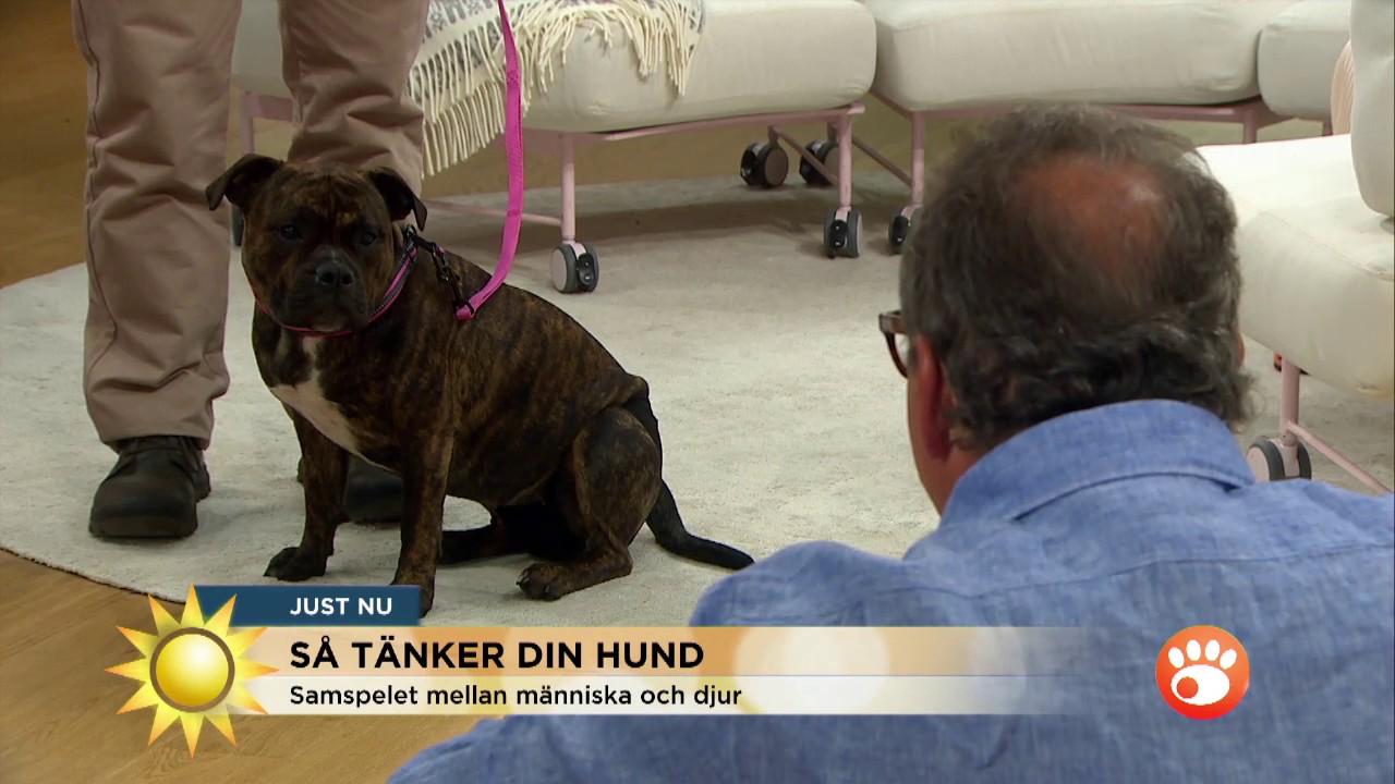 Avslöjande: Så förstår du hundens hemliga signaler - Nyhetsmorgon (TV4)