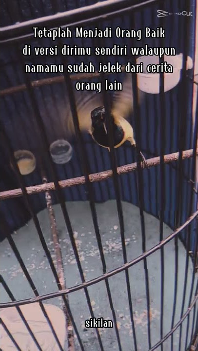 JJ versi sogon sikilan