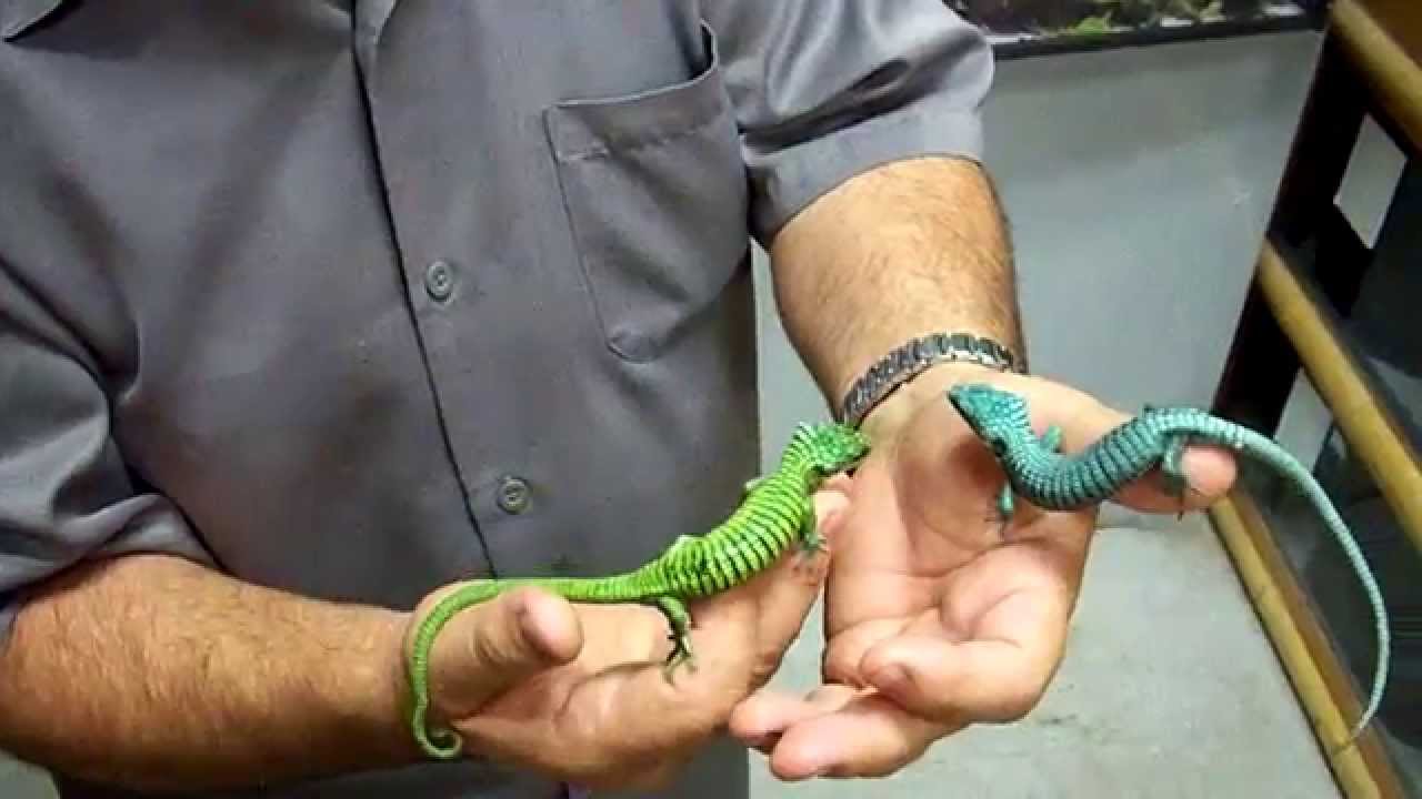 Mexican Abronia in Prehistoric Pets Collection YouTube