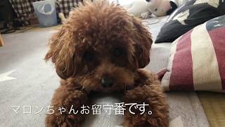 トイプードル のマロンちゃんのお留守番 Youtube トイプードル のマロンちゃんのお留守番 Youtube