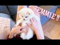 Lily's new POMERANIAN PUPPY, TEMMIE ! | ARIA VLOG