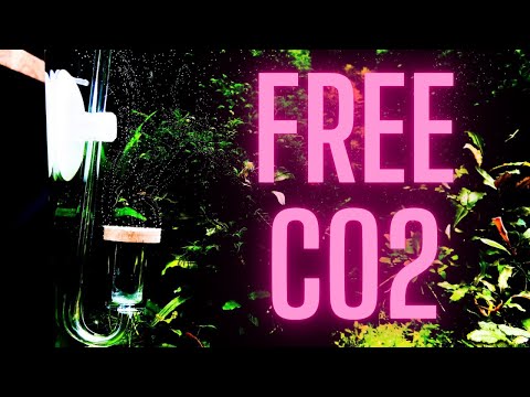 Video: Ako dlho vydrží domáci generátor CO2?