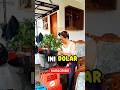bonsai dolar | ranting rasa | #shorts #bonsai #bonsaitree #bonsaiindonesia #tanaman