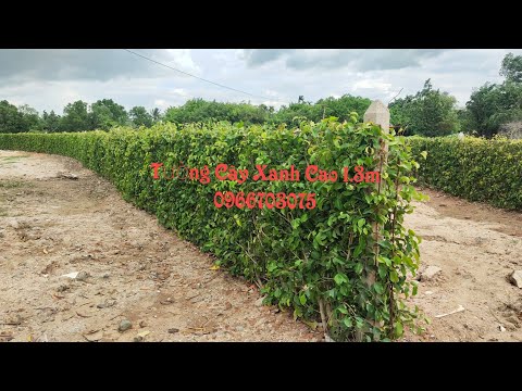 Video Tường cây xanh cây si các loại mẫu đẹp - youtube