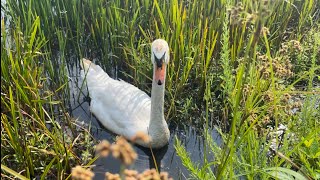 A Highly ￼Disgruntled ￼Swan￼ by The Creatures Corner 935 views 10 months ago 1 minute, 45 seconds