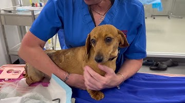 Dachshund Osseointegration New Leg Fitting! (Part 2)