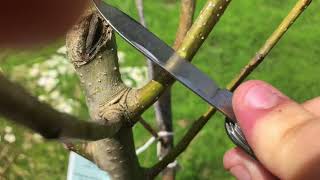 How To Tell If A Tree Is Dead Or Alive (Scratch Test)