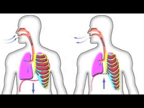 Long Term and Short Term Effects in Exercise Scenario (Assignment