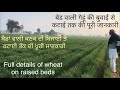 Full details of wheat on raised beds. बेड वाली गेहूं की बुवाई से कटाई तक की सम्पूर्ण जानकारी।