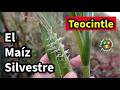 El Maíz Silvestre: Teocintle, Maicillo o Zacate Maicero ¿𝒁𝒆𝒂 𝒔𝒑. o 𝑻𝒓𝒊𝒑𝒔𝒂𝒄𝒖𝒎 𝒔𝒑?