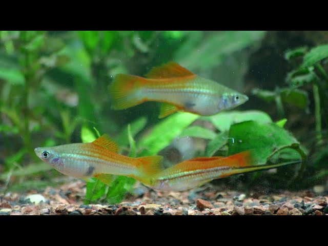 Зеленый меченосец в отсаднике