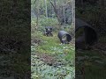 Homestead Culvert pipe. #jesterdooms #Homestead #survival #offgridliving