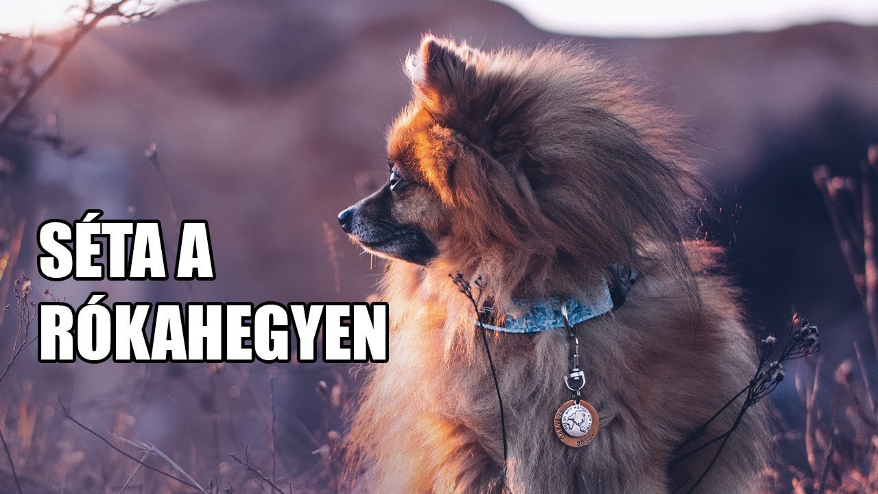 Kis Roka A kis róka megmászta a Rókahegyet! | #ReynardPom - YouTube