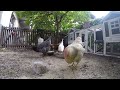 Desy and Gabry's hens