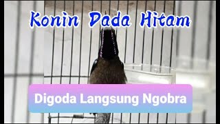 Download Lagu Konin Dada Hitam Gacor Ngobra MP3