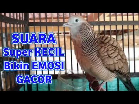 💥perkutut lokal alam NGOAR MANGGUNG,💯% topcer lawan bunyi