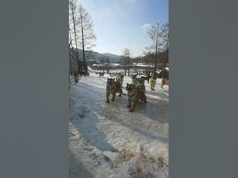 -Знаете как поймать тигра в клетку? -Нет -Никак. Тигры бывают только в ...