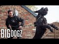 Training Giant Schnauzers - The $37,000 Guard Dogs | BIG DOGZ の動画、YouTube動画。