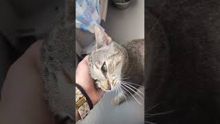 Sherlock Cracks The Case Again