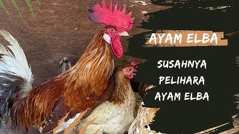 SAYA RUGI PELIHARA AYAM ELBA - AYAM KAMPUNG PETELUR