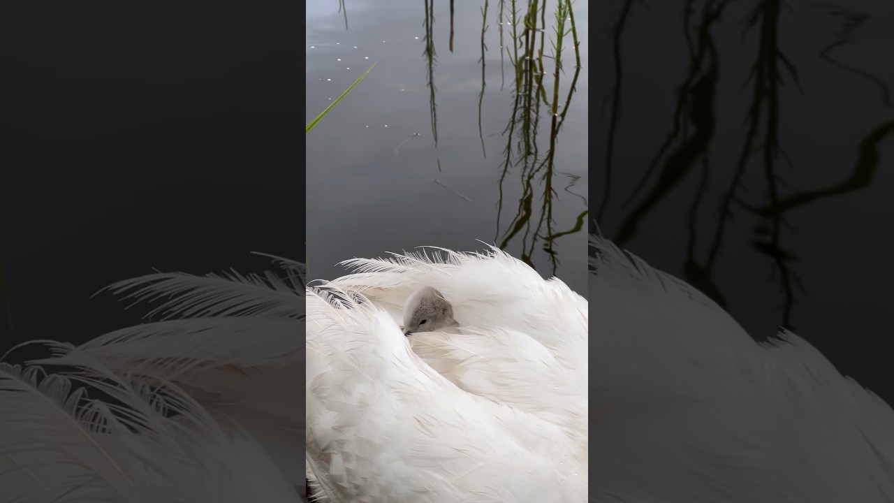 Малыш отдыхает на маме. Алеся 2022 г. 