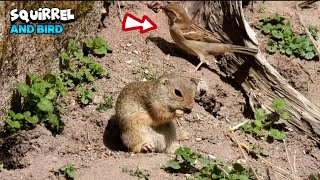 Cute European Ground Squirrel And Bird Sharing A Peaceful Moment