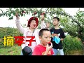 150多畝的李子樹，想吃哪個摘哪個，媳婦吃得好過癮 | Take the children to pick plums, while eating and picking very happy