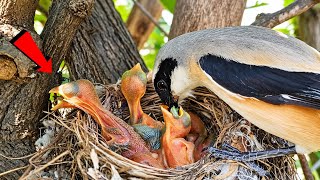 Burung Shrike Berekor Panjang Memberi Makan Anak-Anaknya yang Lapar