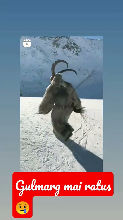 real rantas 😯 rantas in Kashmir #kashmir #rantasinkashmir #rantas #ytshorts #kashmiri #realrantas