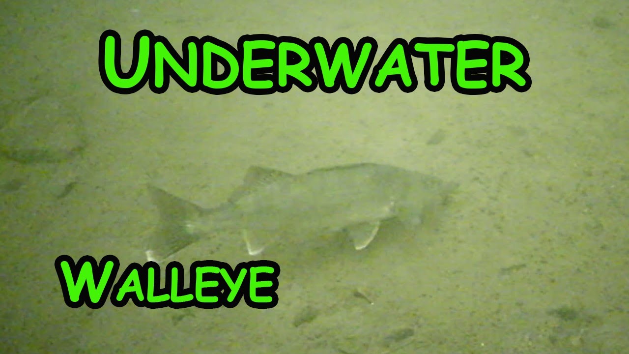 Ice Fishing Walleye with Underwater Camera! (Top 5 Lures) YouTube