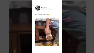 #전화 #로코베리 #숏츠 #shorts #중독성주의 #귀여움주의 #cat #dog #귀여운 #동물 #animal #고양이 #강아지 #유머 #힐링