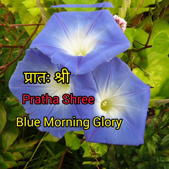 glory-glory-meaning-in-hindi-what-is-glory-pronunciation-of-glory