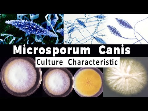Microsporum Canis Culture Characteristic