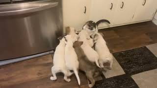 Puppies swarm cat