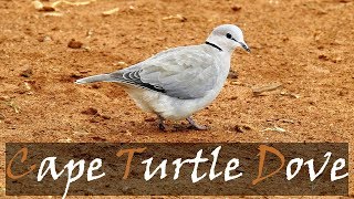 Ring-Necked Dove - Cape Turtle Dove Streptopelia Capicola Bird Call Video Stories Of The Kruger