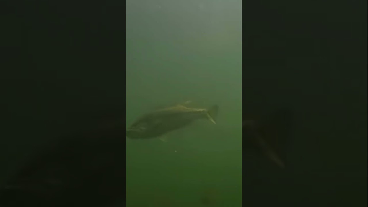 Swimbait bass! #fishing #bassfishing #youtubeshorts #shorts