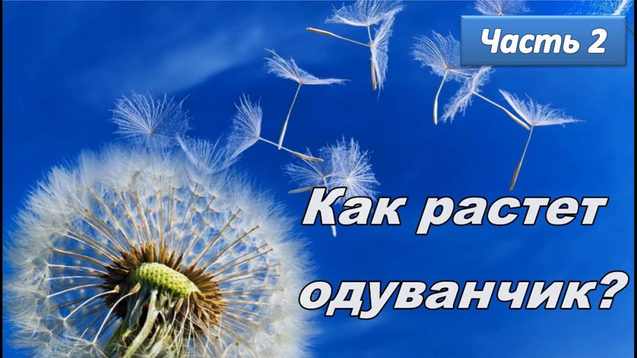 Вырос одуванчик первый молодой. Как растет одуванчик. Одуванчик футаж. Вырос одуванчик. Как растёт одуванчик поэтапно.