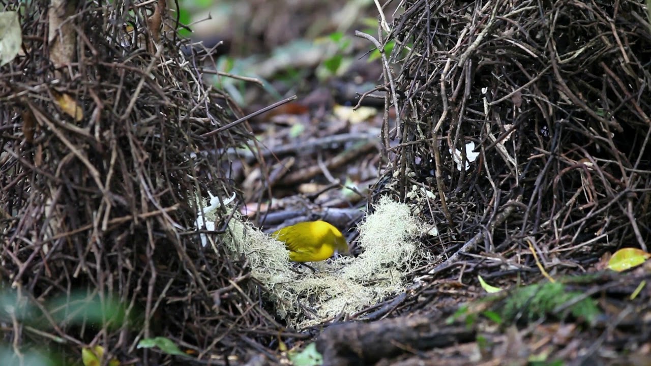 Male golden bowerbird (Prionodura newtoniana) adding lichen to its bower, Australia