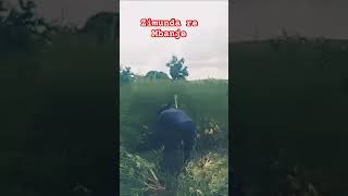 Celebrity Chembere dzakarima Mbanje nekuzaziva #zimbabwenews #zimbabwe #zimbabweyoutube Profile