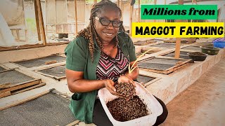 How a Nigerian Lady Owns a Maggot Farm That Generates Millions In Revenue