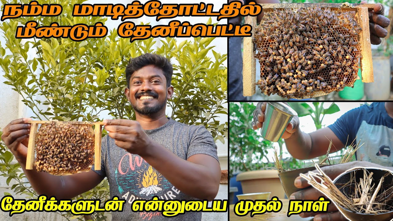 தேனீக்களுக்கு சாப்பாடு குடுக்க போறோம்  | HONEY BEE BOX IN TERRACE GARDEN | Feeding to the bees
