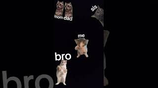 cat meme funny stories 🤣