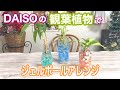【DAISO雑貨】本物の観葉植物をオシャレに飾る！カラージェルで室内でカラフルに楽しむ方法
