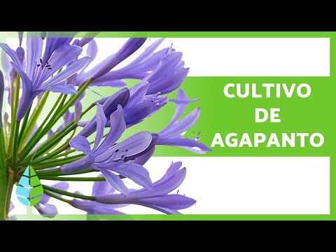 Vídeo: Melhor fertilizante para Agapanthus: Saiba mais sobre os cuidados e alimentação do Agapanthus