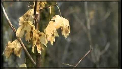 Mark Rownd - A Moment Alone - www.jhanamusic.com - 5.1 surround music