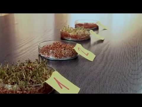 BIOLOGIA: Czynniki wpływające na kiełkowanie nasion