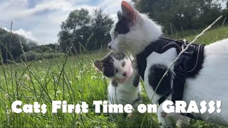 Family of Cats see GRASS for the first time! by Kitten Heaven 3,243 views 2 years ago 4 minutes, 7 seconds