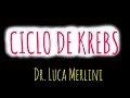 Ciclo de Krebs