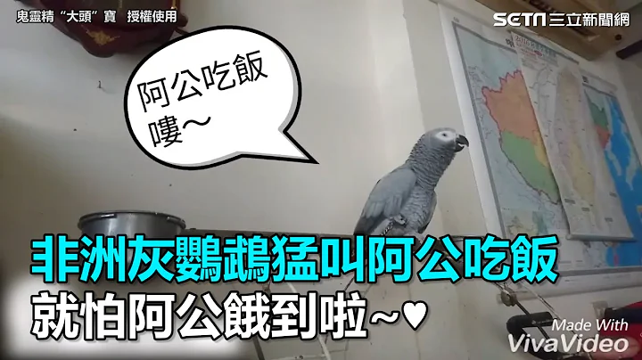 非洲灰鹦鹉猛叫阿公吃饭　就怕阿公饿到啦~♥｜三立新闻网SETN.com - 天天要闻