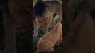 The dominant Male lion controls the pride. African safari wildlife experience. Uganda.Kenya.Tanzania